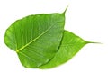 Green bodhi leaf vein Royalty Free Stock Photo