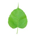 Green bodhi leaf vein on white background Royalty Free Stock Photo