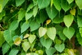 Green bodhi leaves