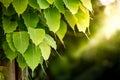 Green bodhi leaves