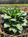 green bog choy in the garden