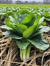 green bog choy in the garden