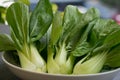 Green Bok Choi Royalty Free Stock Photo