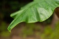 Green boke and leaf texture with nature background. Abstract leaves surface of natural concept Royalty Free Stock Photo