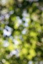 green bokeh background from nature under tree shade, defocused Royalty Free Stock Photo