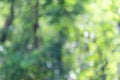 green bokeh background from nature under tree shade in the forest Royalty Free Stock Photo