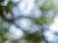 green bokeh background from nature under tree shade for your design Royalty Free Stock Photo