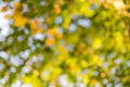 Green bokeh / bokeh from tree / blurred tree and bokeh tree / Blurred park with bokeh background