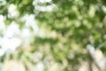 Green bokeh bright blurred green background is a beautiful natural sparkle in the daytime of the trees Royalty Free Stock Photo