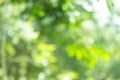 Green bokeh bright blurred green background is a beautiful natural sparkle in the daytime of the trees Royalty Free Stock Photo