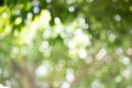 Green bokeh bright blurred green background is a beautiful natural sparkle in the daytime of the trees Royalty Free Stock Photo