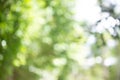 Green bokeh bright blurred green background is a beautiful natural sparkle in the daytime of the trees Royalty Free Stock Photo