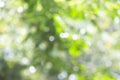 Green bokeh bright blurred green background is a beautiful natural sparkle in the daytime of the trees Royalty Free Stock Photo