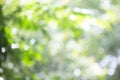 Green bokeh bright blurred green background is a beautiful natural sparkle in the daytime of the trees Royalty Free Stock Photo