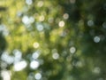 Green bokeh effect and purposely blurred view of sunlight throught green leaves. Green, blurry background with photographic bokeh