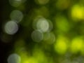 Green bokeh effect and purposely blurred view of sunlight throught green leaves. Green and fresh feeling. Blurry background with