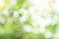 Green bokeh on nature abstract blur background green bokeh from tree.Mock up for display. Royalty Free Stock Photo