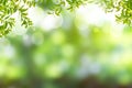 Green bokeh on nature abstract blur background green bokeh from tree.Mock up for display. Royalty Free Stock Photo