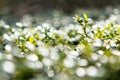 Green bokeh Royalty Free Stock Photo