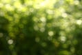 Green bokeh. Sun rays through the leaves of a tree. Royalty Free Stock Photo