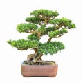 Green bonsai elm tree