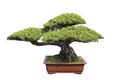 Green bonsai pine Royalty Free Stock Photo