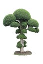 Green bonsai tree