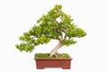 Green bonsai tree of chinese littleleaf box