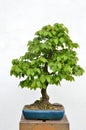 Green bonsai tree planted in blue bowl on white background