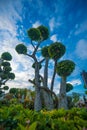 Green bonsai trees gardens in Wat Arun, Bangkok