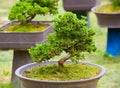 Green bonsai trees