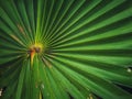 green borassus palm leaf, mature leaves of suitable size, a thorn on the limb of a plant.