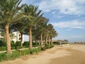 Green border of the beach palm trees in Africa Royalty Free Stock Photo