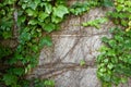 Green Boston Ivy Creeps Up Old Curved Stone Wall Royalty Free Stock Photo