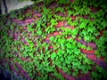 Green Boston Ivy clinging and covering the brick wall in Japan Royalty Free Stock Photo