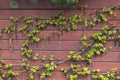 Green Boston ivy or Parthenocissus tricuspidata and old berries on wooden fence. Spring background Royalty Free Stock Photo