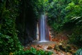 Green botanical garden in Soufriere, Saint Lucia