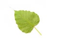 Green bothi leaf Pho leaf, bo leaf isolated on white backgroun Royalty Free Stock Photo