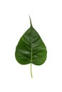 Green bothi leaf Pho leaf, bo leaf Royalty Free Stock Photo