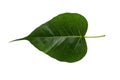 Green bothi leaf Pho leaf, bo leaf Royalty Free Stock Photo