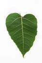 Green bothi leaf Pho leaf, Royalty Free Stock Photo