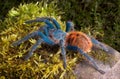 Green Bottle Blue Tarantula Royalty Free Stock Photo