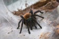 Chromatopelma cyaneopubescens. Tarantula spider on the web. Background for halloween Royalty Free Stock Photo