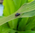 Green bottle flies in Indonesia used to call bluebottle