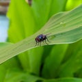 Green bottle flies in Indonesia used to call bluebottle