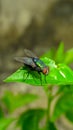 Green bottle flies in Indonesia used to call bluebottle Royalty Free Stock Photo