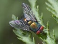 Green Bottle Fly Royalty Free Stock Photo