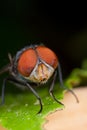 Green bottle fly Royalty Free Stock Photo