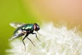 Green bottle fly (Blowfly) - Macro Royalty Free Stock Photo