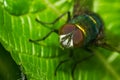 Green bottle fly close-up Royalty Free Stock Photo